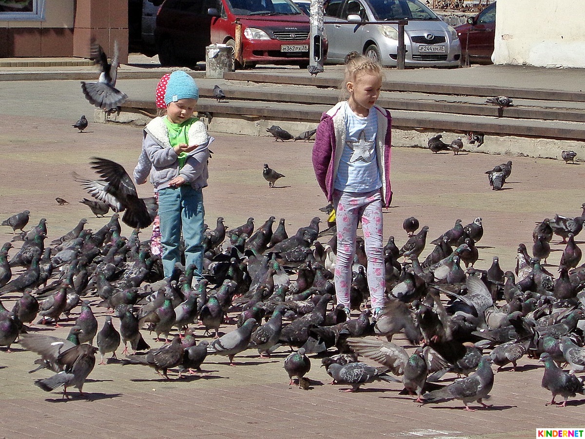 Дети голубей